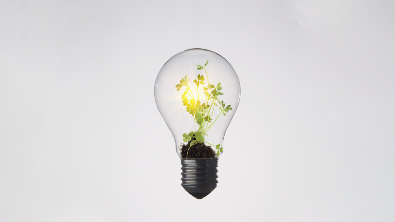 Plants growing in light bulb