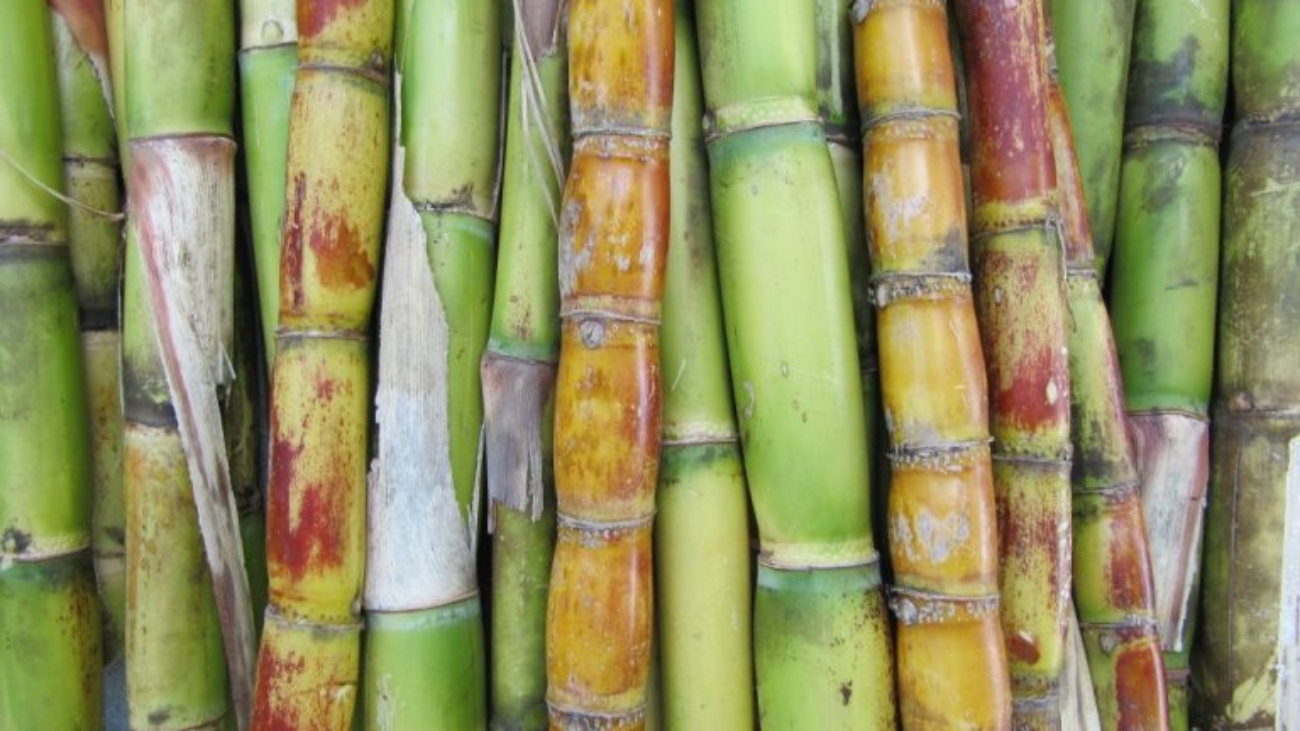 cana-de-acucar