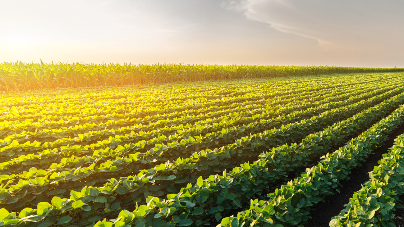 Agricultural soy plantation on sunny day - Green growing soybeans plant against sunlight