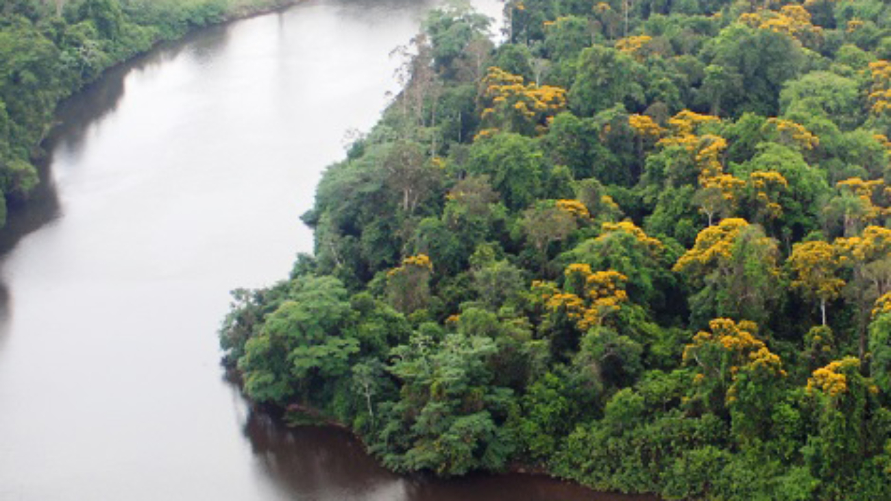 amazonia-icone