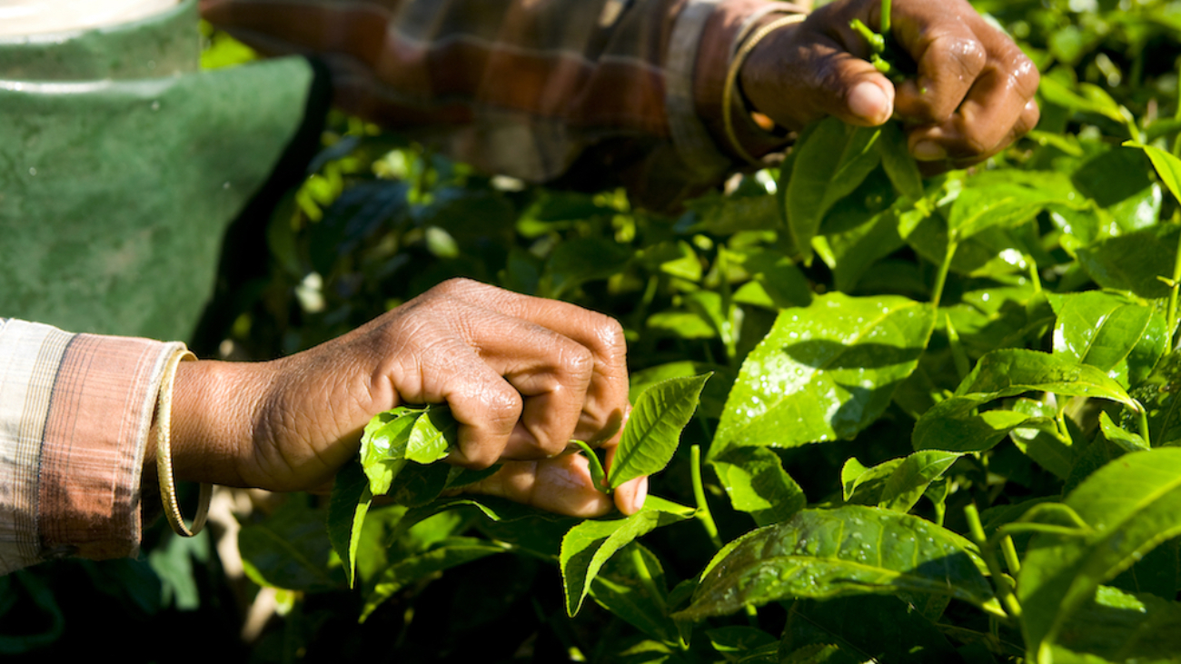 Veja as metas do 2º ODS: fome zero e agricultura sustentável