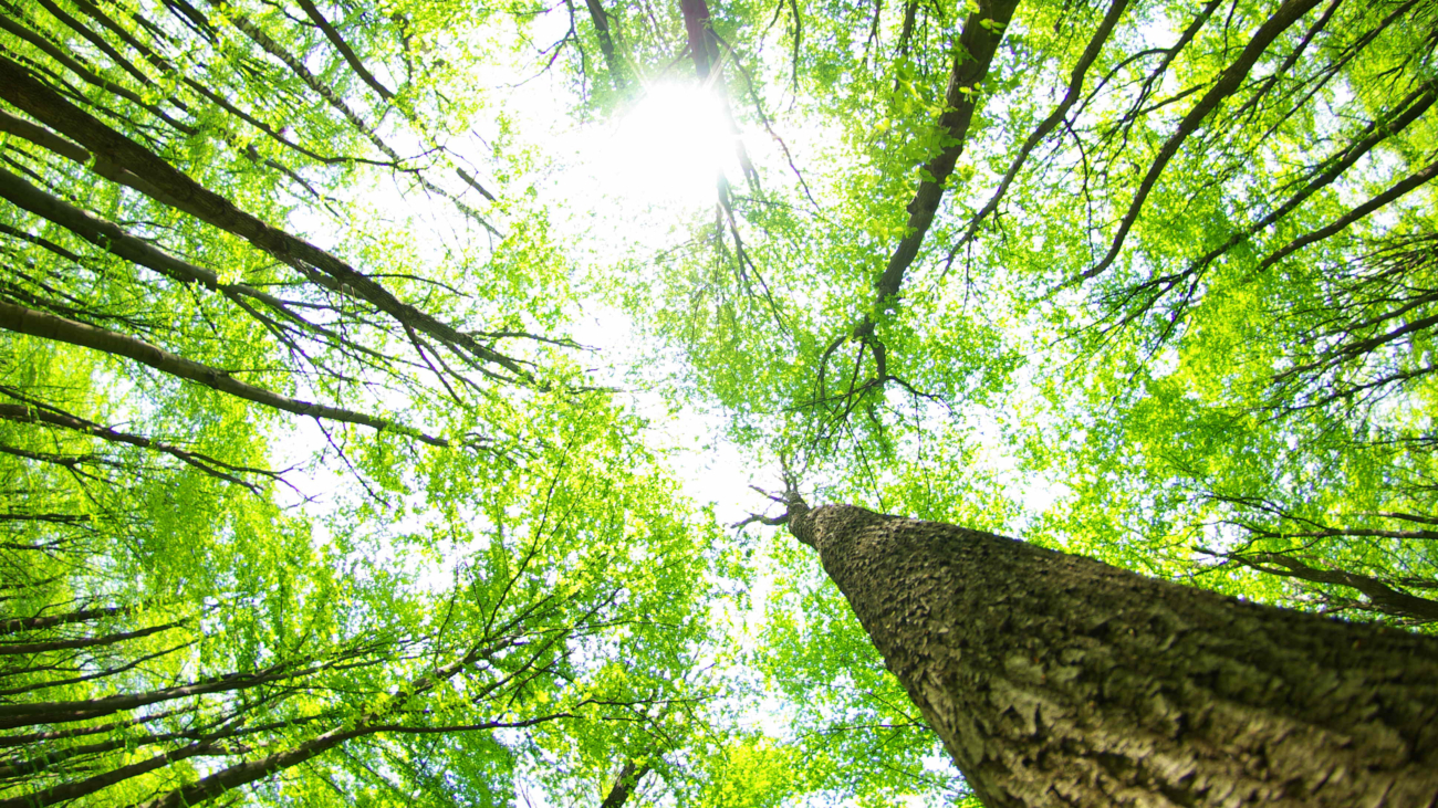 Saiba mais sobre o Objetivo de Desenvolvimento Sustentável 15