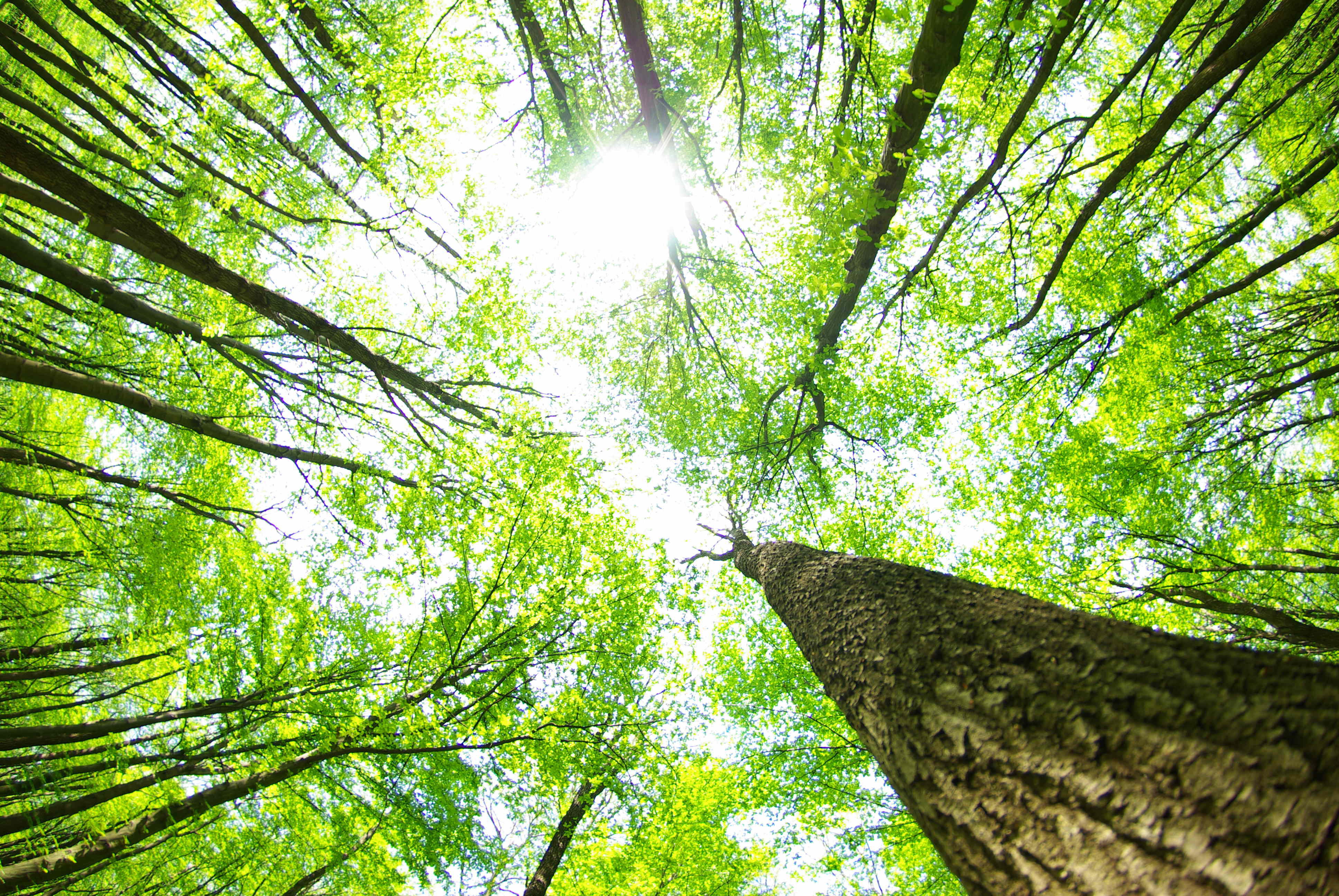 Saiba mais sobre o Objetivo de Desenvolvimento Sustentável 15